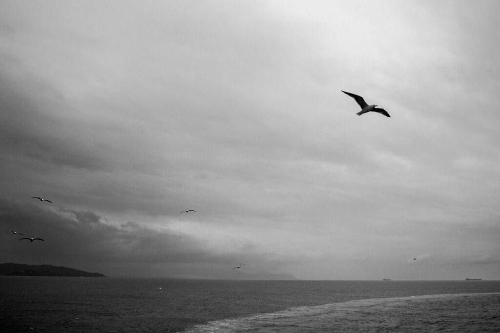 Seagulls following the ferry back from the island of Ponza, the trail of the ferry