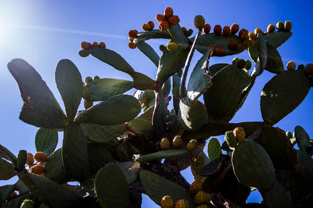 Pear trees in Ventotene 